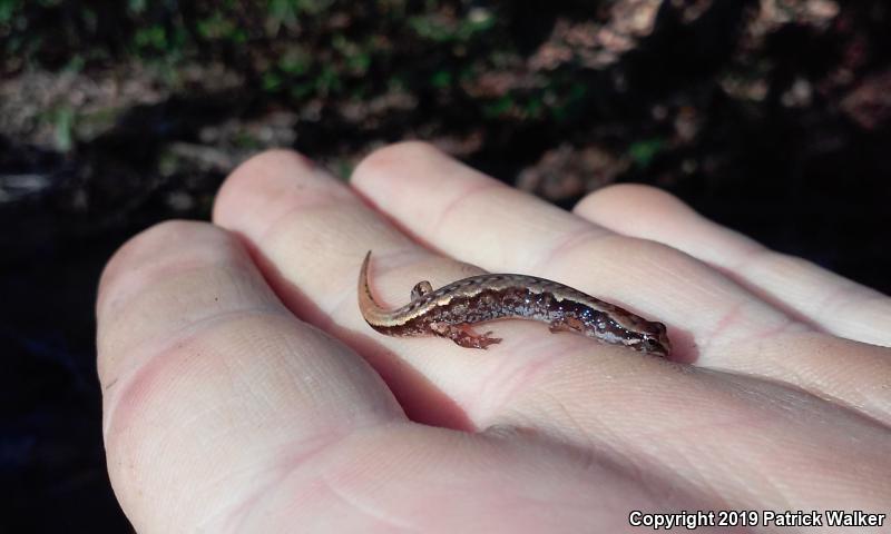 Pygmy Salamander (Desmognathus wrighti)