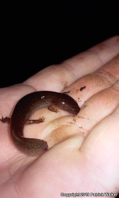 Black-chinned Red Salamander (Pseudotriton ruber schencki)