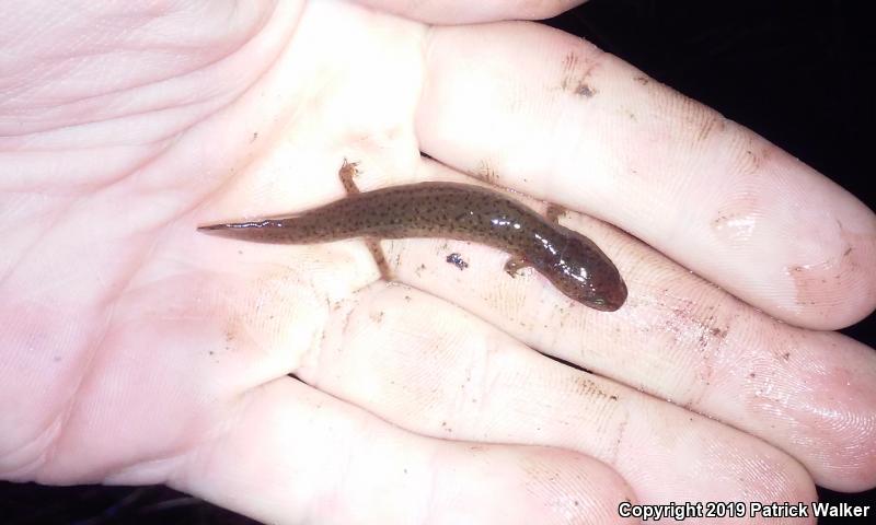 Black-chinned Red Salamander (Pseudotriton ruber schencki)