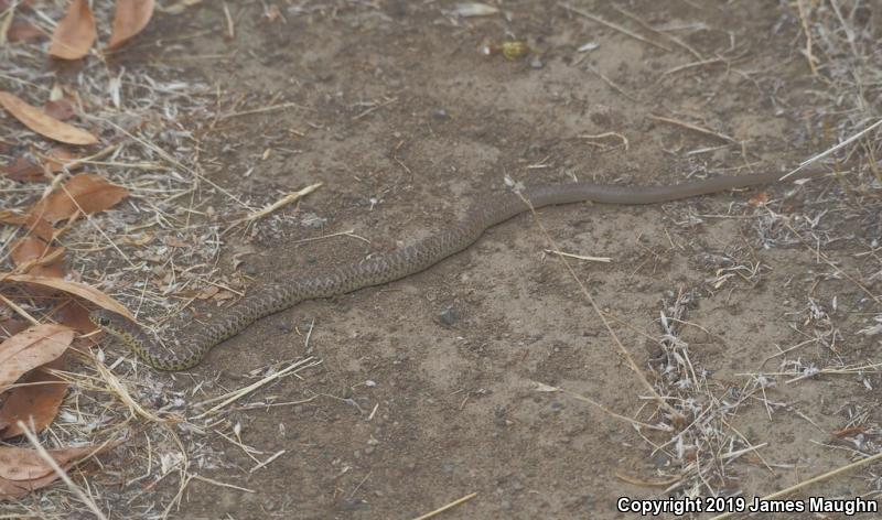 Western Yellow-bellied Racer (Coluber constrictor mormon)