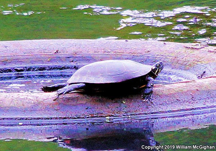 Eastern Painted Turtle (Chrysemys picta picta)