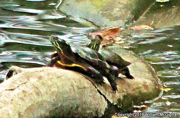 Eastern Painted Turtle (Chrysemys picta picta)