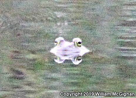 American Bullfrog (Lithobates catesbeianus)