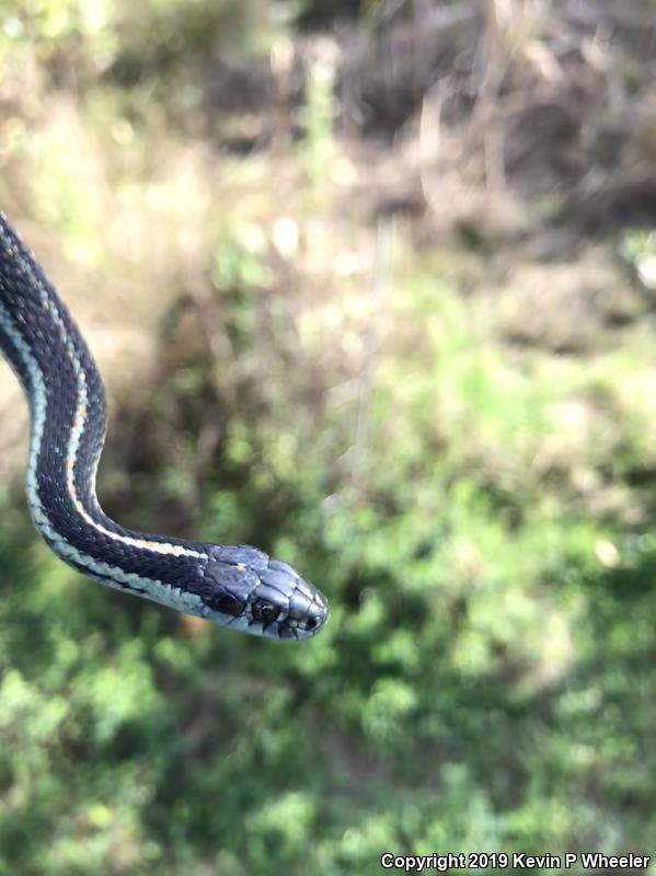 Puget Sound Gartersnake (Thamnophis sirtalis pickeringii)