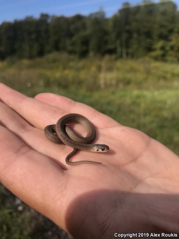 Northern Brownsnake (Storeria dekayi dekayi)