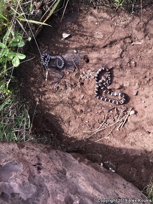 Eastern Milksnake (Lampropeltis triangulum triangulum)