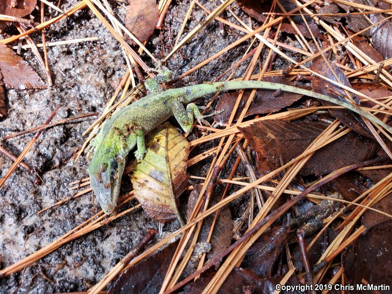 Northern Green Anole (Anolis carolinensis carolinensis)