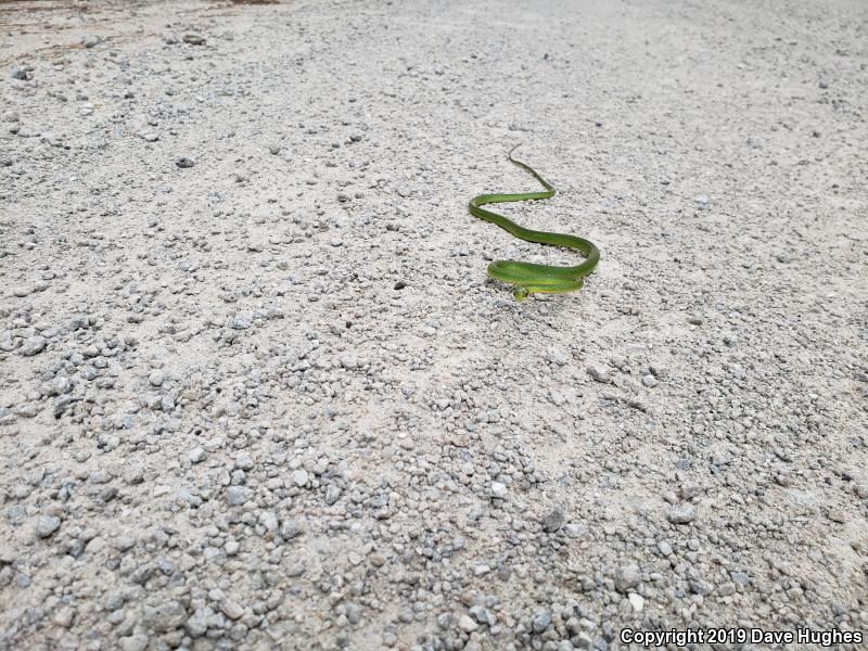 Northern Rough Greensnake (Opheodrys aestivus aestivus)