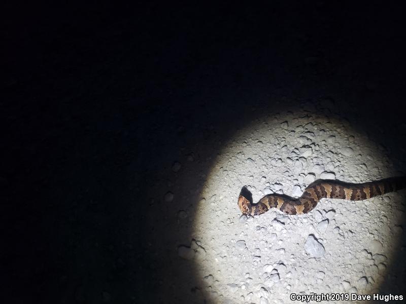 Eastern Cottonmouth (Agkistrodon piscivorus piscivorus)