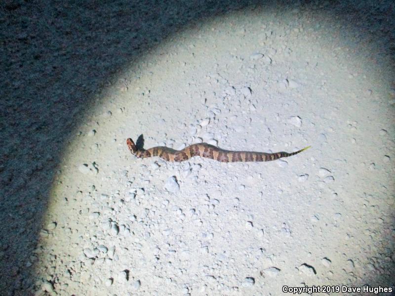 Eastern Cottonmouth (Agkistrodon piscivorus piscivorus)