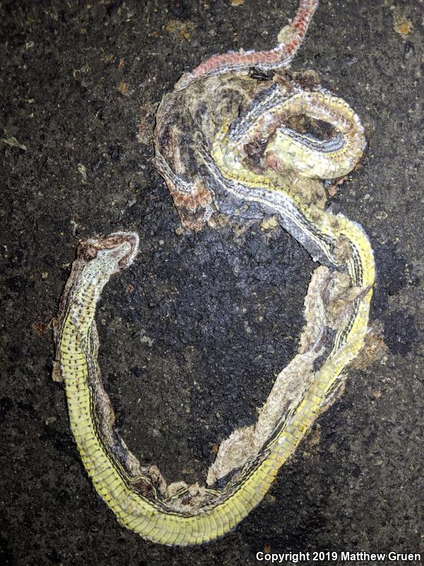 Desert Striped Whipsnake (Coluber taeniatus taeniatus)