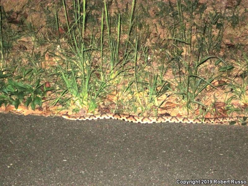 Copperhead (Agkistrodon contortrix)