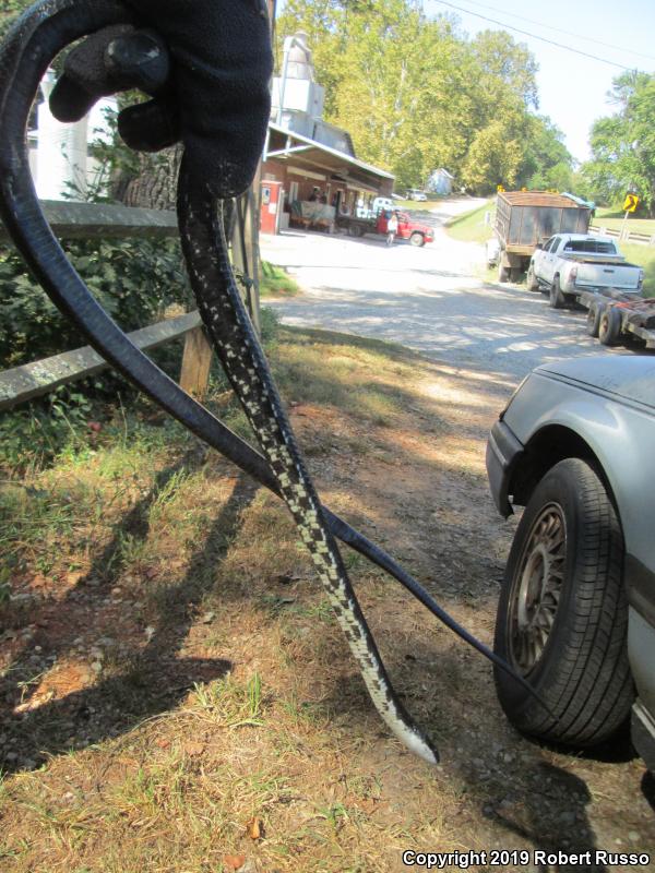 Black Ratsnake (Pantherophis obsoletus obsoletus)