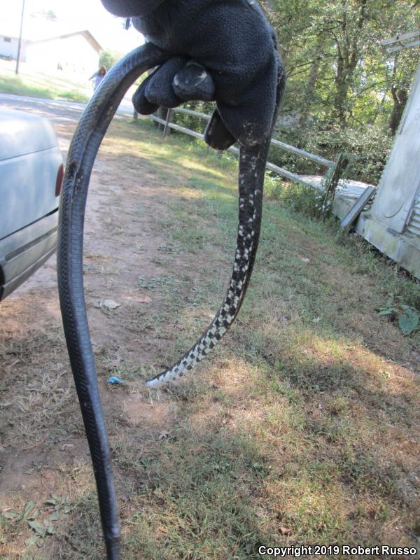 Black Ratsnake (Pantherophis obsoletus obsoletus)