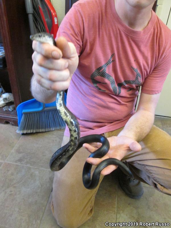 Black Ratsnake (Pantherophis obsoletus obsoletus)