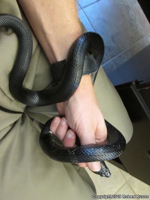 Black Ratsnake (Pantherophis obsoletus obsoletus)