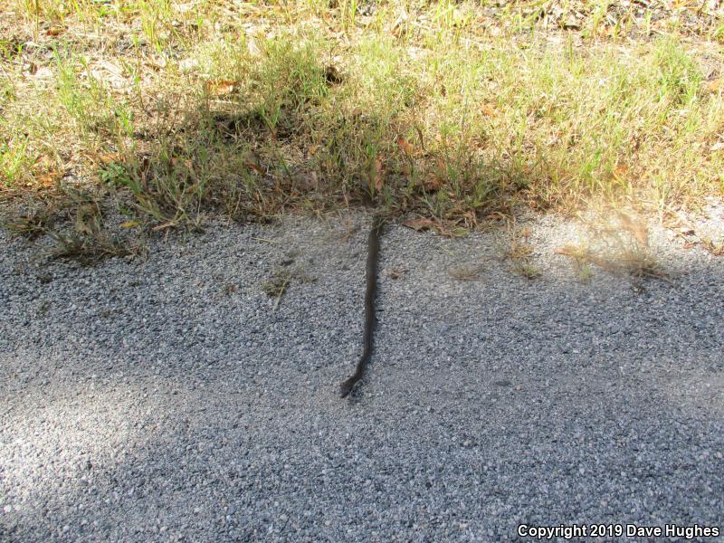 Black Ratsnake (Pantherophis obsoletus)