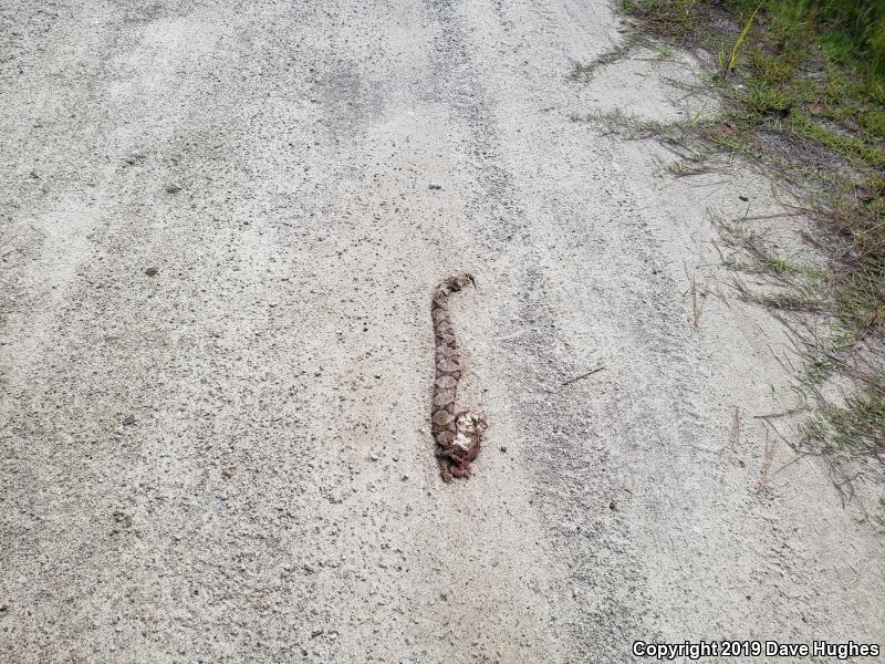 Southern Copperhead (Agkistrodon contortrix contortrix)