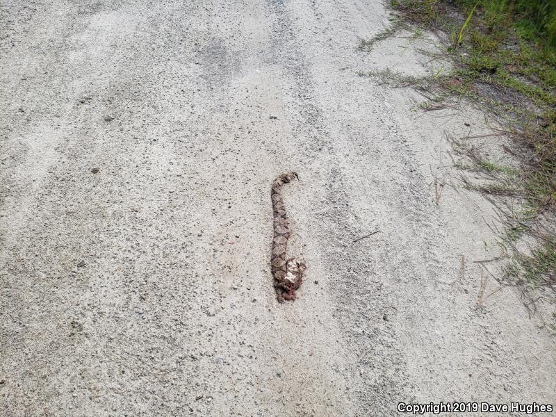 Southern Copperhead (Agkistrodon contortrix contortrix)