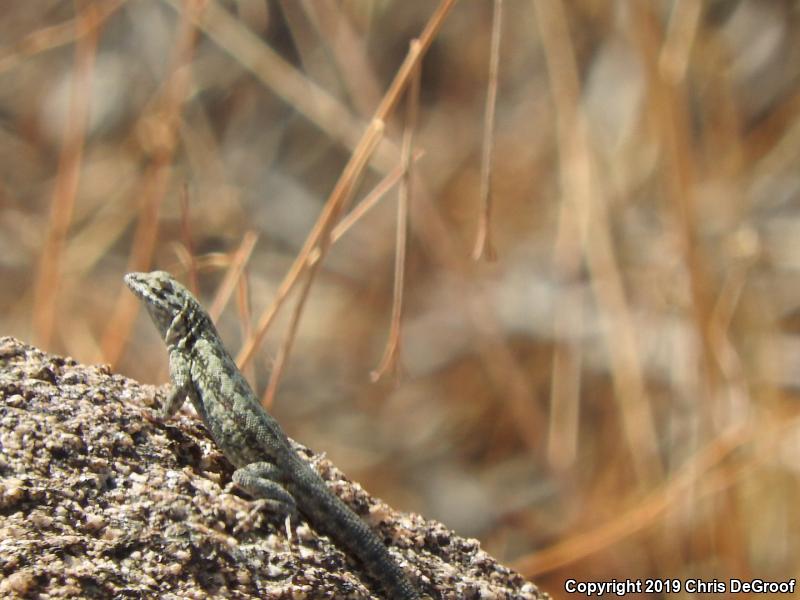 Western Side-blotched Lizard (Uta stansburiana elegans)