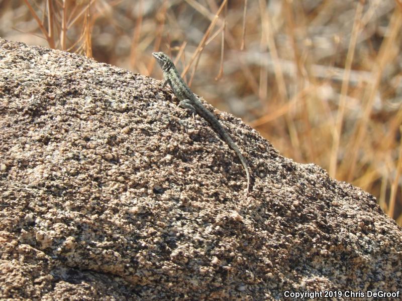 Western Side-blotched Lizard (Uta stansburiana elegans)