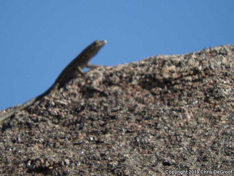 Western Side-blotched Lizard (Uta stansburiana elegans)