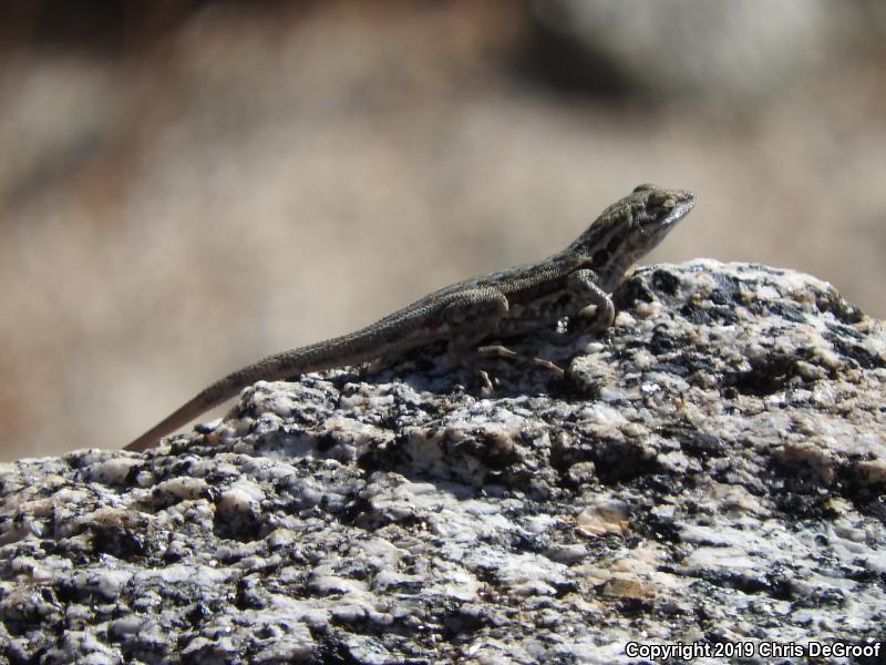 Western Side-blotched Lizard (Uta stansburiana elegans)