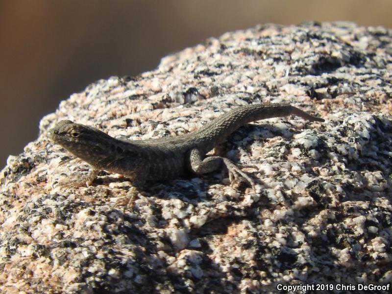 Western Side-blotched Lizard (Uta stansburiana elegans)