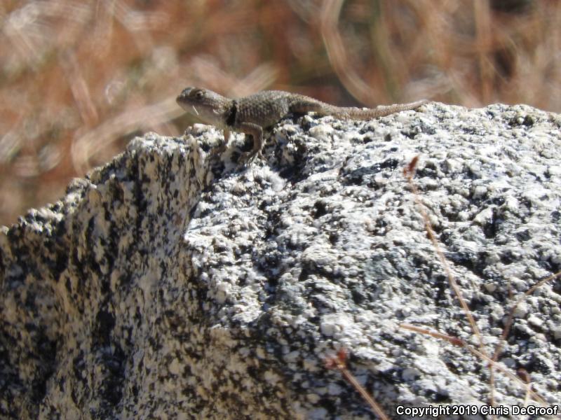 Desert Spiny Lizard (Sceloporus magister)