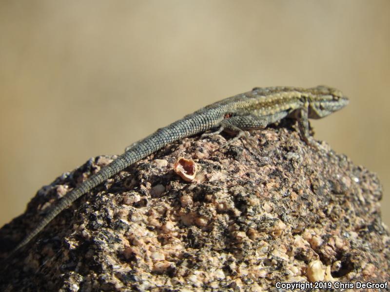 Western Side-blotched Lizard (Uta stansburiana elegans)