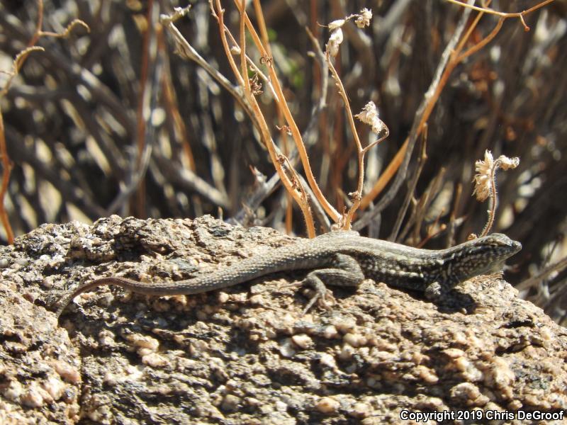 Western Side-blotched Lizard (Uta stansburiana elegans)