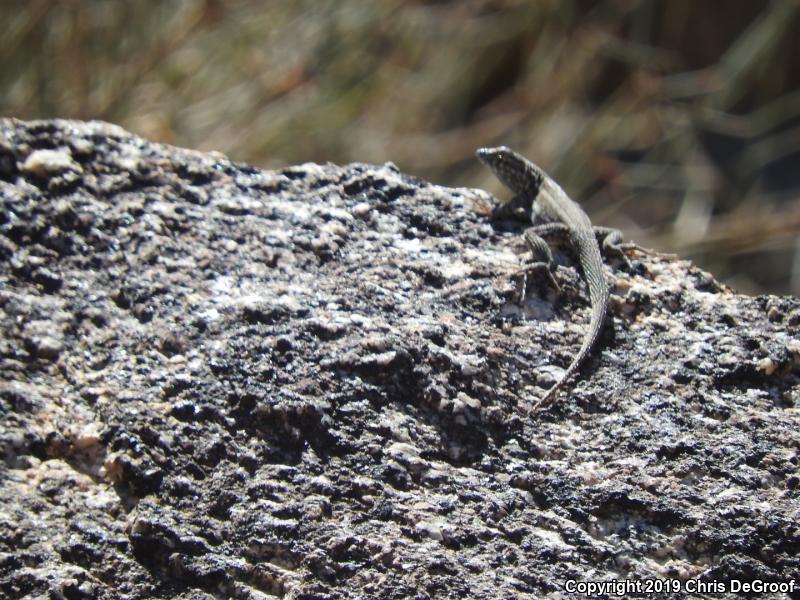 Western Side-blotched Lizard (Uta stansburiana elegans)