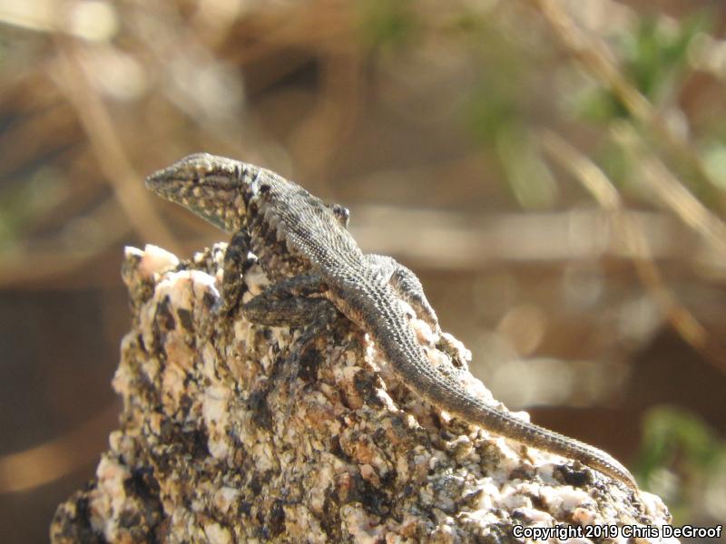 Western Side-blotched Lizard (Uta stansburiana elegans)