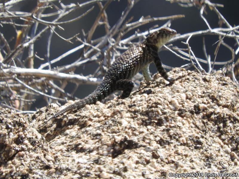 Granite Spiny Lizard (Sceloporus orcutti)