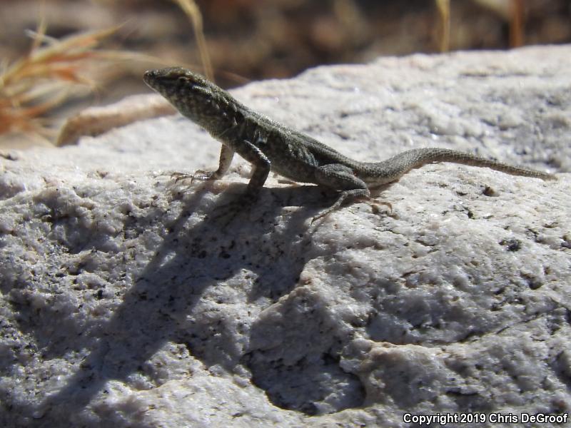 Western Side-blotched Lizard (Uta stansburiana elegans)