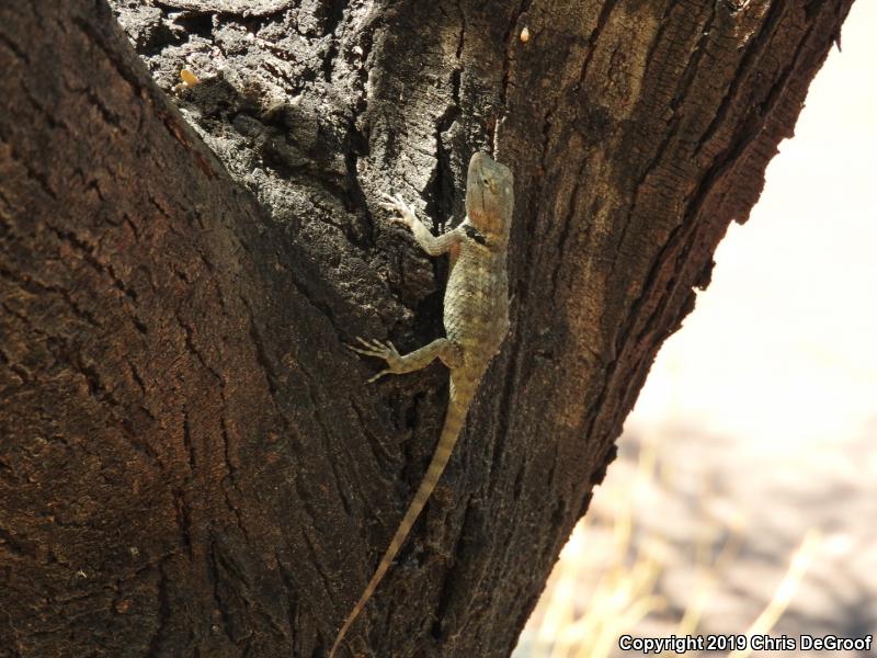 Desert Spiny Lizard (Sceloporus magister)