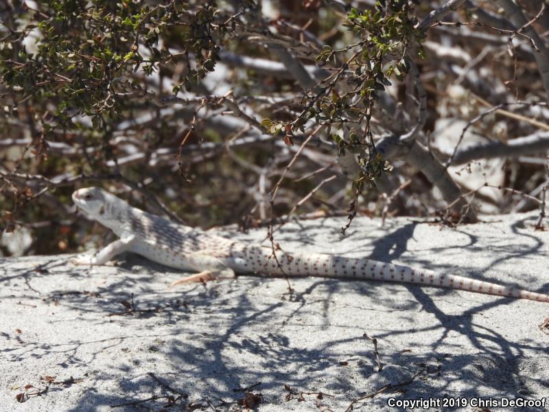 Northern Desert Iguana (Dipsosaurus dorsalis dorsalis)