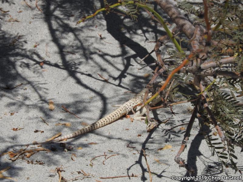 Northern Desert Iguana (Dipsosaurus dorsalis dorsalis)