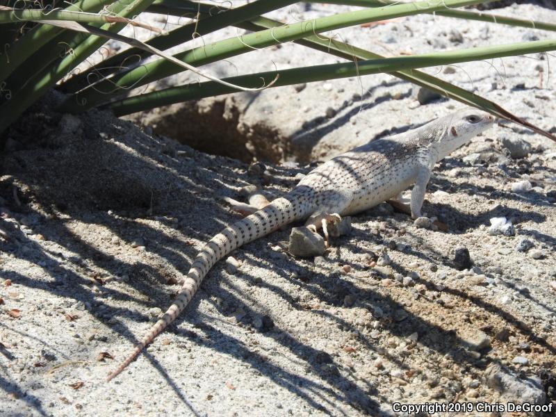 Northern Desert Iguana (Dipsosaurus dorsalis dorsalis)