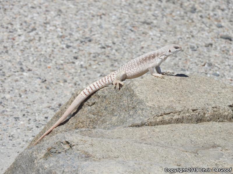 Northern Desert Iguana (Dipsosaurus dorsalis dorsalis)