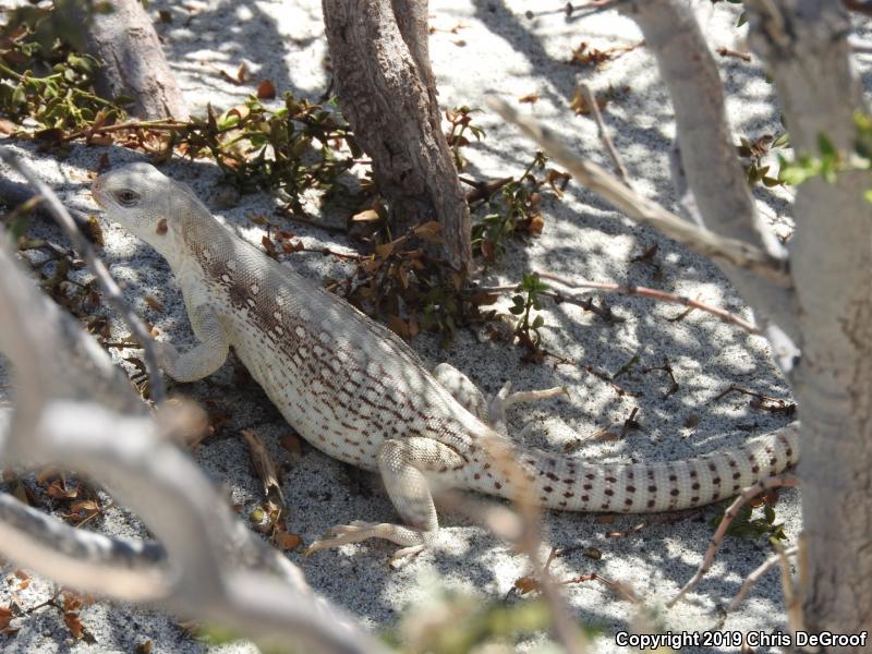 Northern Desert Iguana (Dipsosaurus dorsalis dorsalis)
