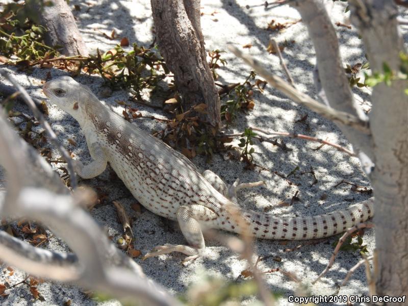 Northern Desert Iguana (Dipsosaurus dorsalis dorsalis)