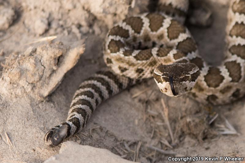 Northern Pacific Rattlesnake (Crotalus oreganus oreganus)