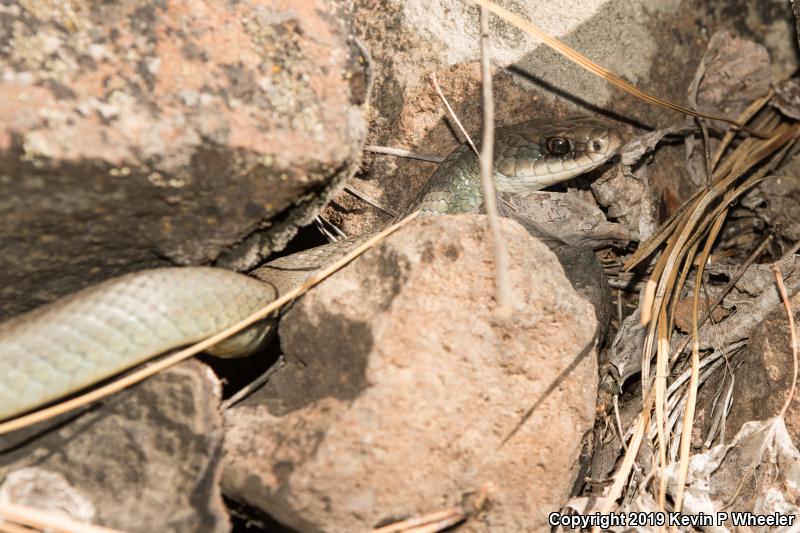 Western Yellow-bellied Racer (Coluber constrictor mormon)