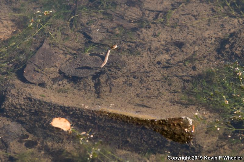 Wandering Gartersnake (Thamnophis elegans vagrans)