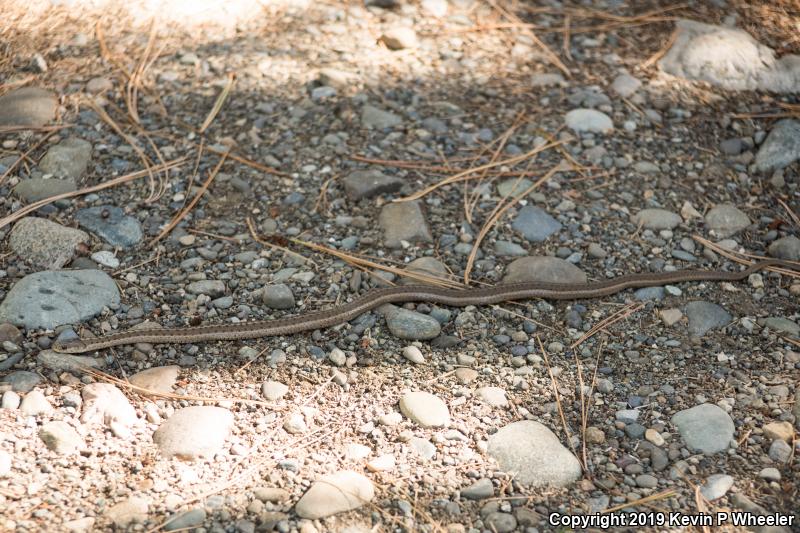 Wandering Gartersnake (Thamnophis elegans vagrans)