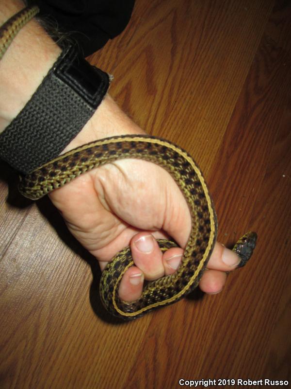 Eastern Gartersnake (Thamnophis sirtalis sirtalis)