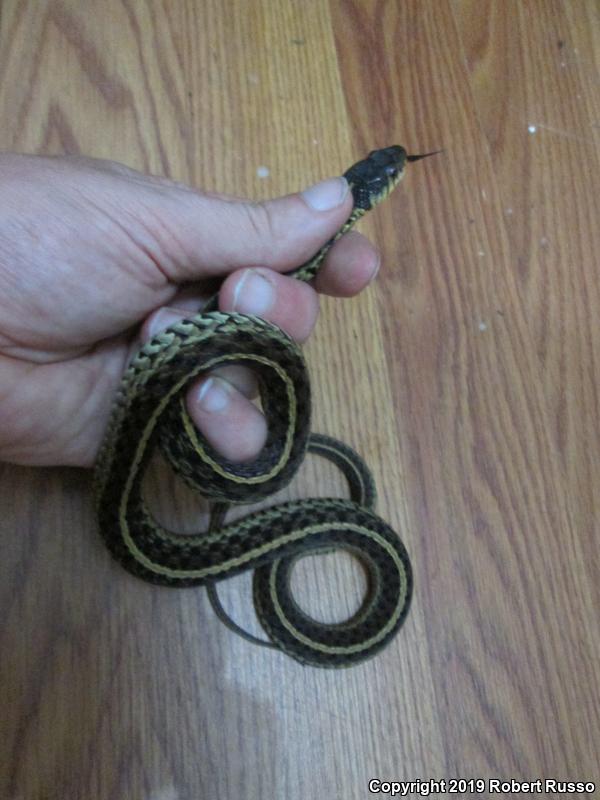 Eastern Gartersnake (Thamnophis sirtalis sirtalis)