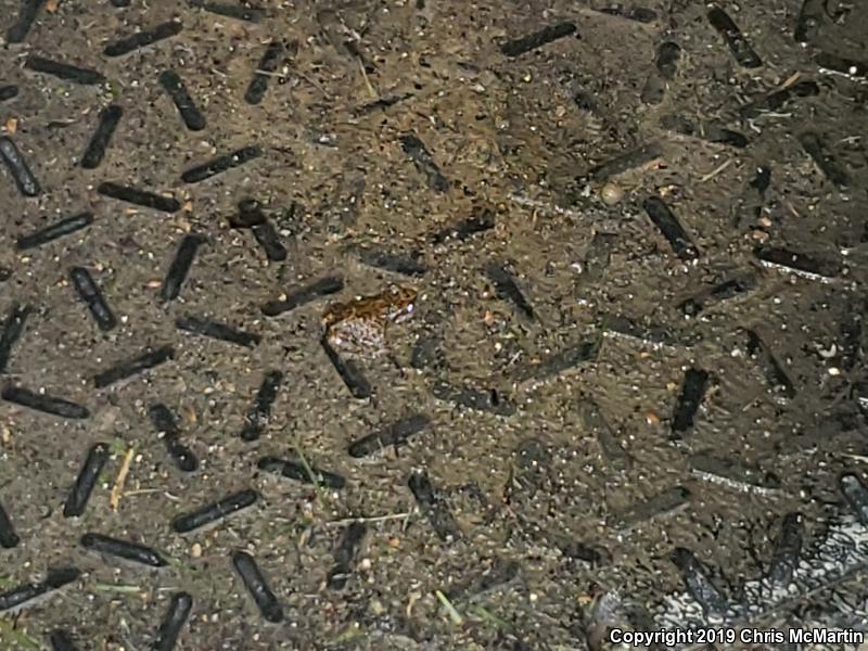 Rio Grande Chirping Frog (Eleutherodactylus cystignathoides campi)