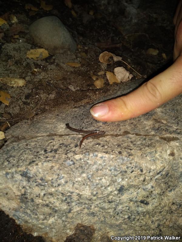 Gregarious Slender Salamander (Batrachoseps gregarius)